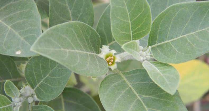 Tired of counting sheep? Try these 5 herbs to deal with insomnia (Slide Show)