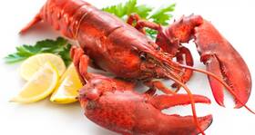 Is eating lobsters a healthy idea?