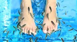You should read this before you get a fish pedicure