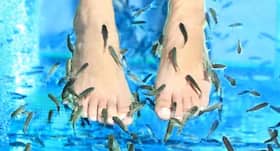 You should read this before you get a fish pedicure