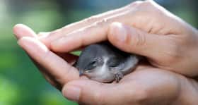 This two-month old laughing dove can never fly again, thanks to noisy crackers
