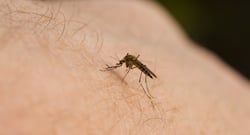 World malaria Day 2018: Malaria can increase the risk of other diseases!