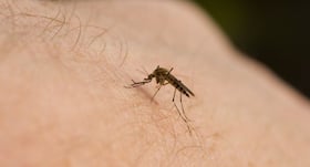 World malaria Day 2018: Malaria can increase the risk of other diseases! World malaria Day 2018: Malaria can increase the risk of other diseases!