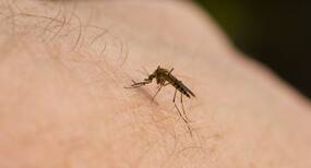 Delhi gripped by Malaria and Dengue