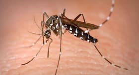Neem -- a natural mosquito repellent you must try!