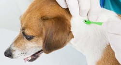 Rabid pup bite: Himachal woman dies