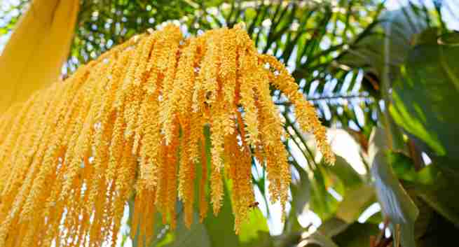 date-palm-pollen-an-effective-herbal-remedy-for-male-infertility