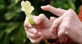 6 effective herbal remedies for rheumatoid arthritis