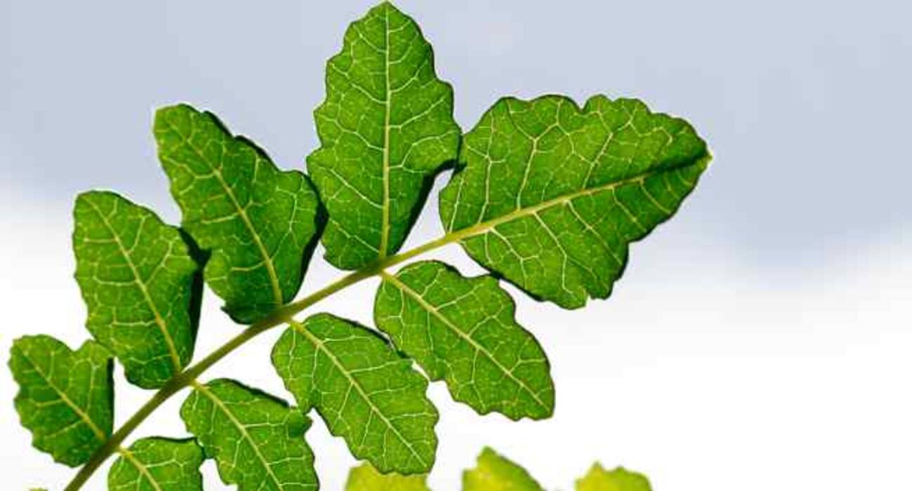 4 herbal remedies for Ulcerative Colitis