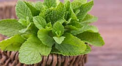 5 reasons why you should include mint leaves in your diet