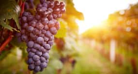 Do you eat high-fat food? Include grapes in your diet to counter its negative effects