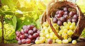 Grape compounds can kill colon cancer cells