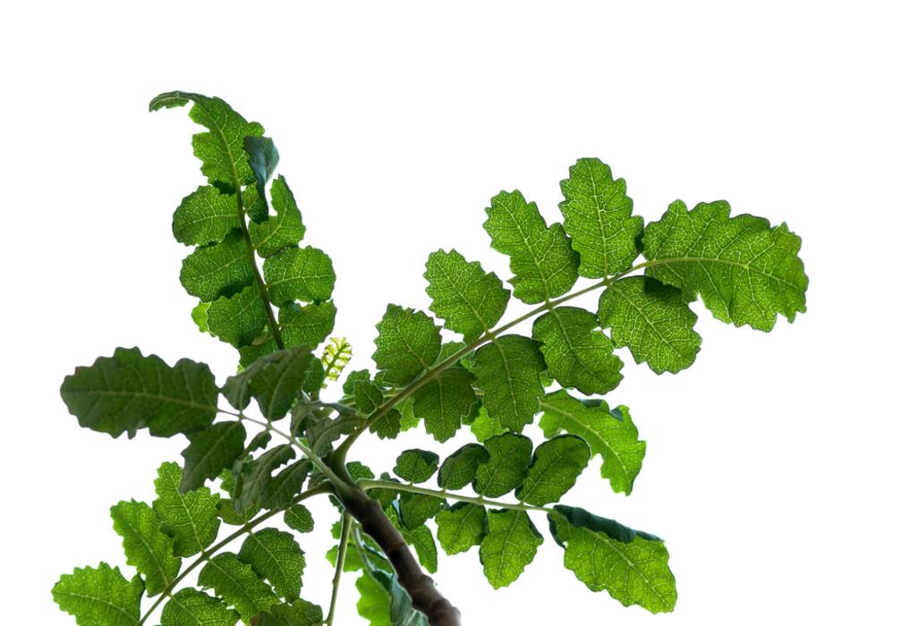 Try these 4 natural anti-inflammatory agents for pain relief