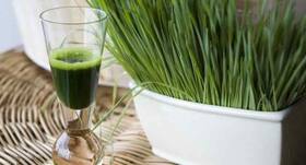 Control diabetes and lower blood glucose level with wheatgrass juice
