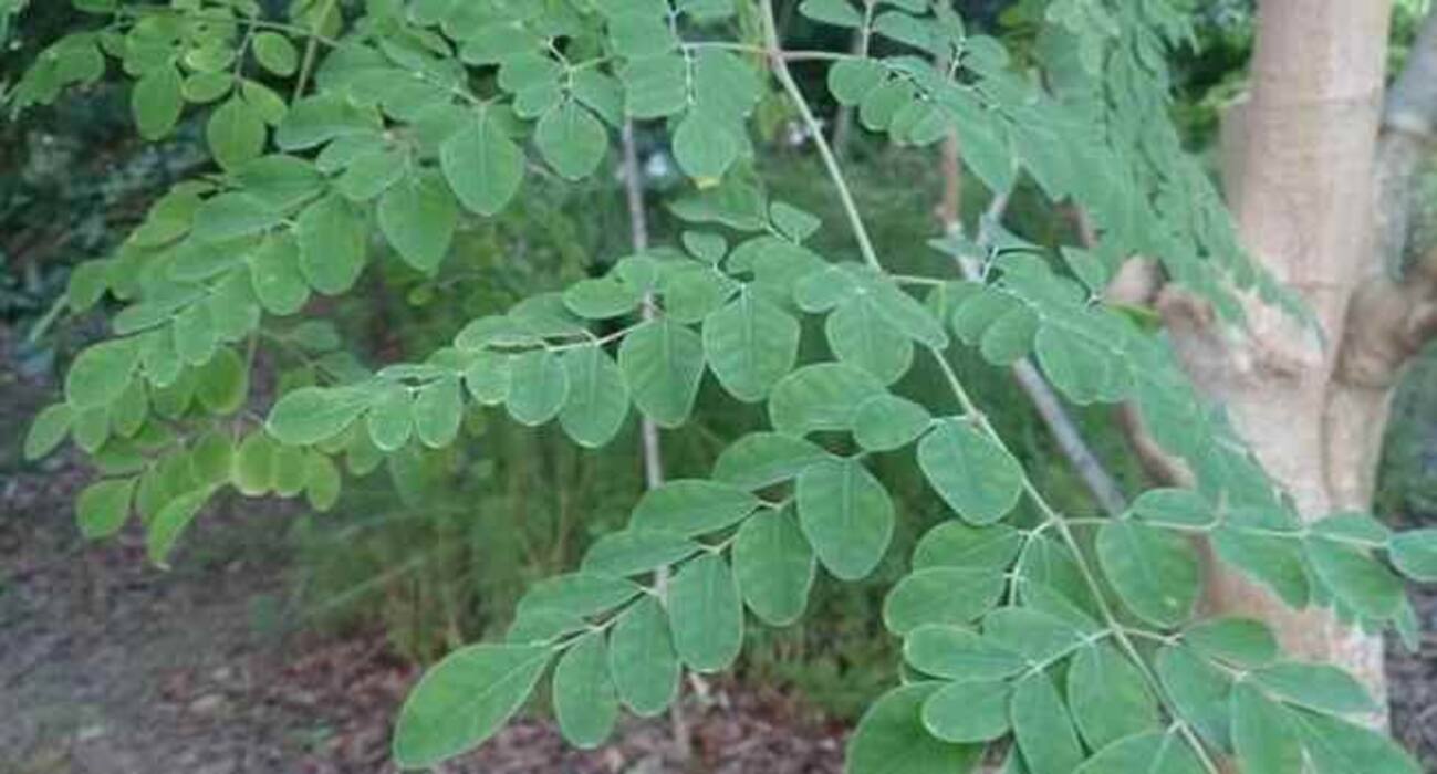 5 leafy veggies that help women fight brain damage, menstrual pain and more