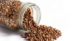 Here's how dhana dal can aid digestion, help you sleep and boost immunity!