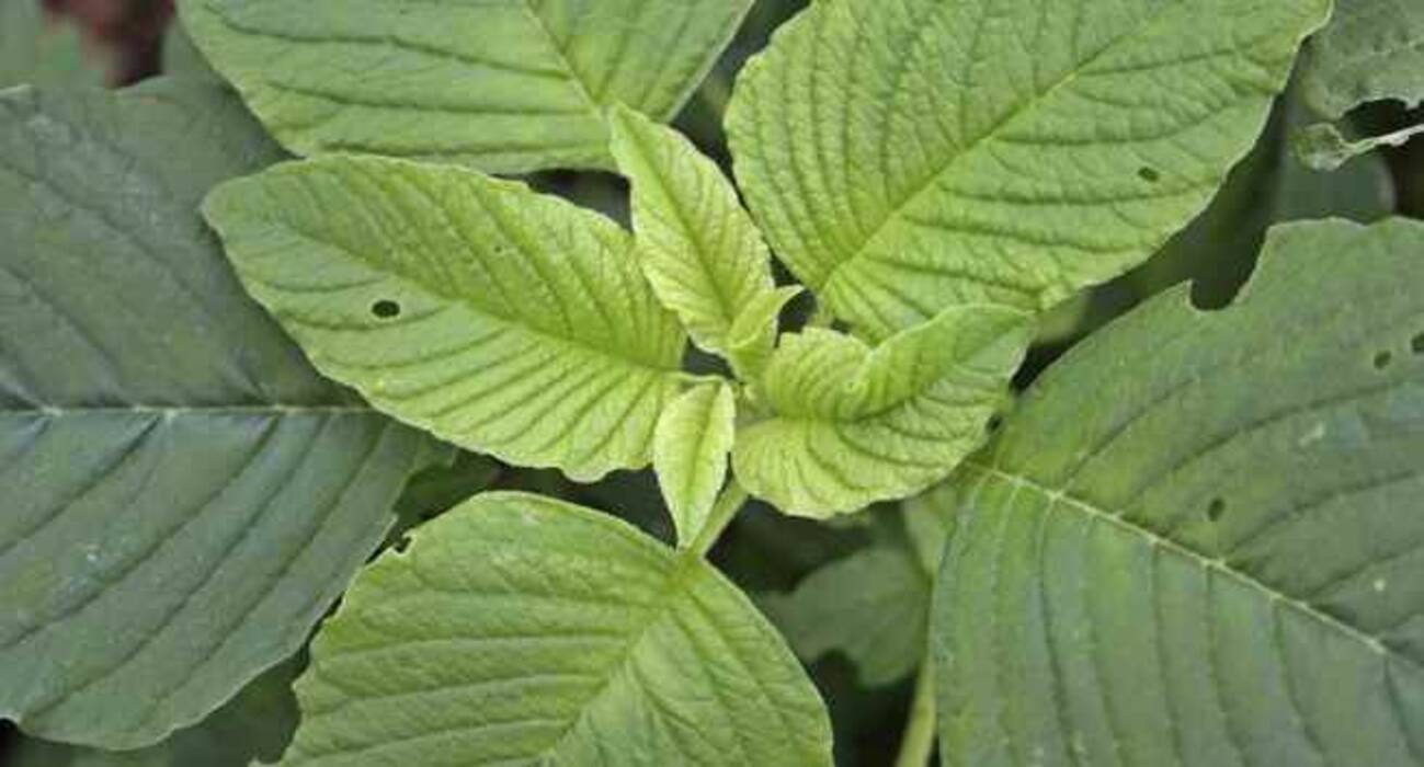 5 leafy veggies that help women fight brain damage, menstrual pain and more