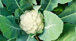 Daily Health Tip: 4 reasons you shouldn’t throw away cauliflower leaves (Photo Gallery)
