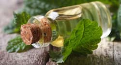 लेमन बाम के फायदे : डिप्रेशन, बदहज़मी, अनिद्रा और 2 अन्य समस्याओं में राहत