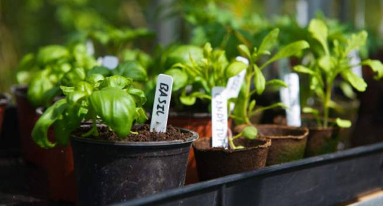 World Malaria Day 2018 - 6 plants that are natural mosquito repellents