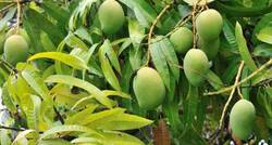 Health benefits of mango leaves for diabetes, asthma +3