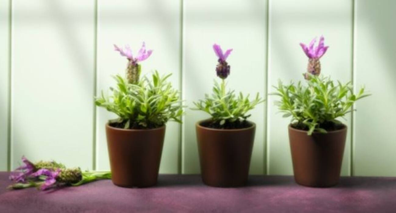 World Malaria Day 2018 - 6 plants that are natural mosquito repellents