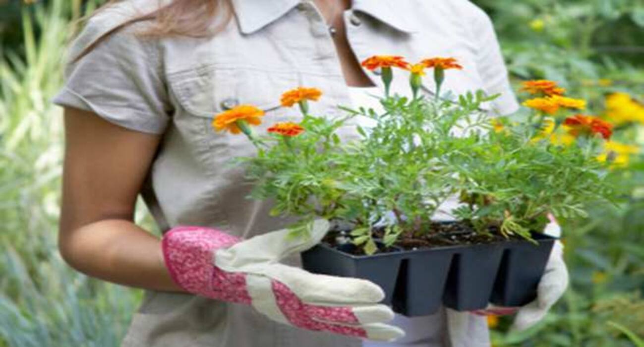 World Malaria Day 2018 - 6 plants that are natural mosquito repellents