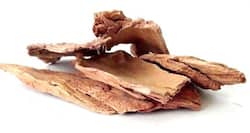Arjuna Bark: Health Benefits, Uses And Side Effects