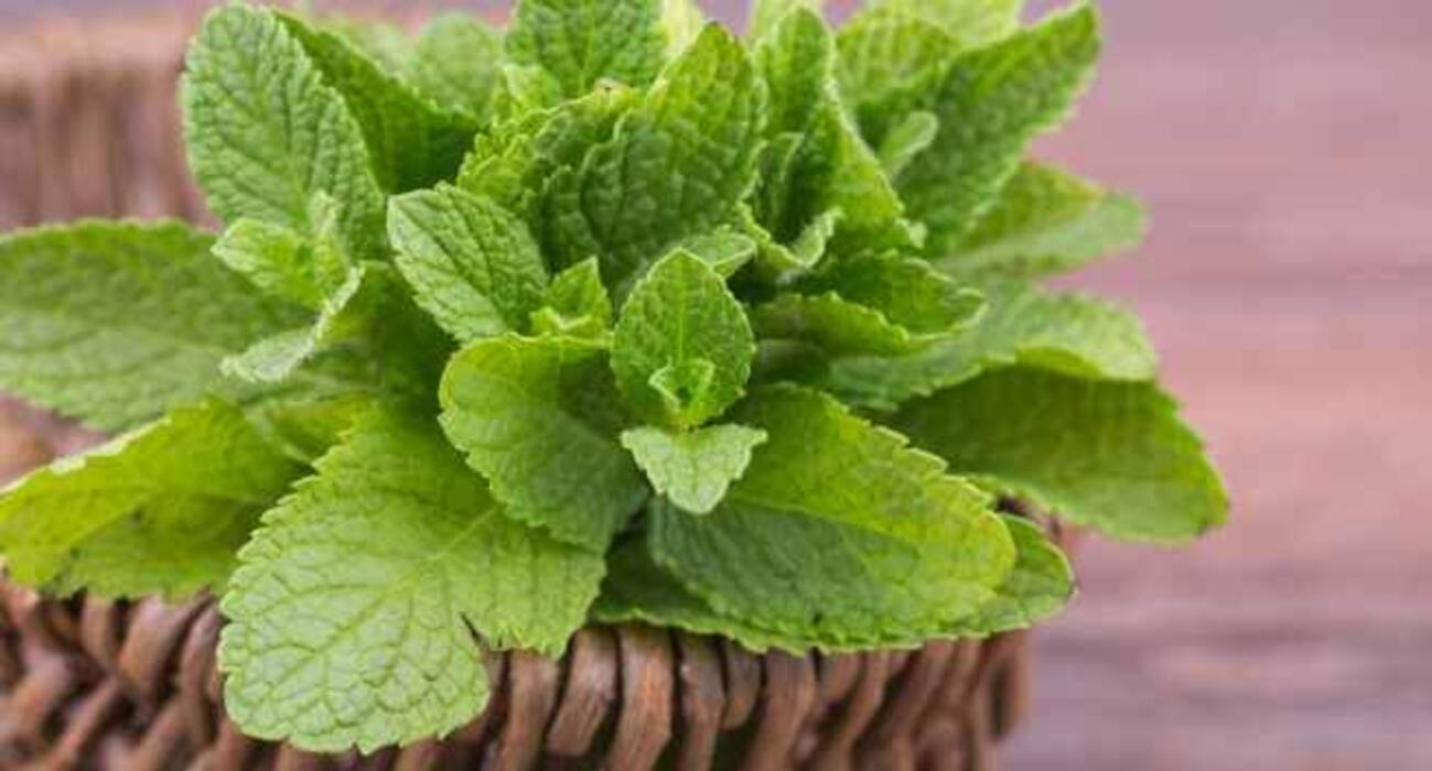 5 home remedies for morning sickness