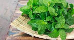 पुदीना खाएं और बढ़ाएं इम्यूनिटी