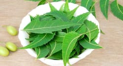 Why you must start using neem for healthy gums and teeth