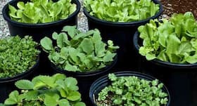 8 herbs you should STOP buying and grow at home instead!