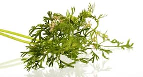 Do you discard coriander flowers? Stop now!
