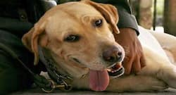 Study: Dogs pose potential risks for flu pandemic