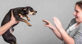 World Rabies Day - What to do if a dog bites or scratches you: First aid and treatment