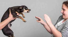 SC refuses stay on culling of dogs in UP's Sitapur