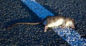 6 common pest control methods you must know about