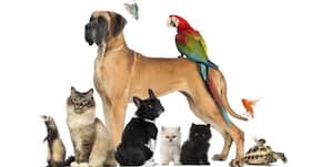 Diseases you can get from your pets!