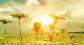 Fitness plan day 243 – Watch the sunrise for a happy day