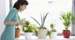5 indoor plants that can purify the air in your house