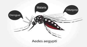 Chikungunya fever – how is it different from dengue fever and malaria?