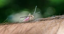 Awareness drive soon for dengue, chikungunya in Delhi