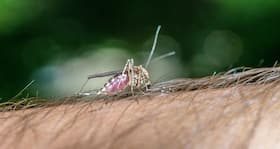 Bengal doctor suspended for Facebook post on dengue
