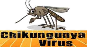 Indian researchers: A molecule that could combat chikungunya