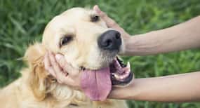 Good news, pet lovers! Study says having a dog during pregnancy may give your babies protection from allergic eczema and asthma