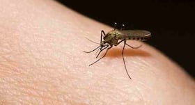 Know Your Mosquitoes