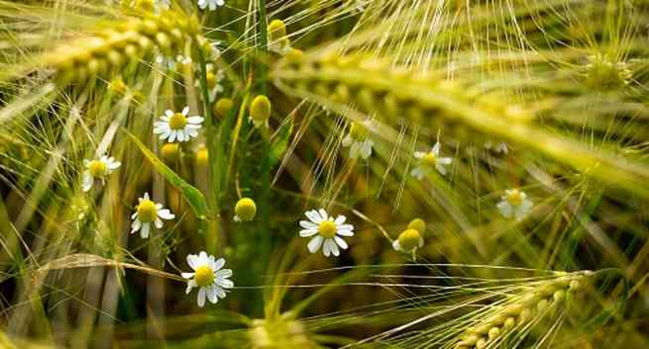 5 common causes of allergic sneezing you should know
