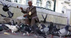 4 diseases caused by pigeon droppings