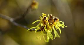 5 ways to use witch hazel for perfect skin