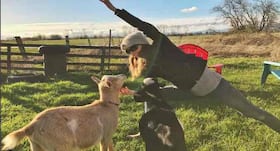 Are you willing to try goat yoga?